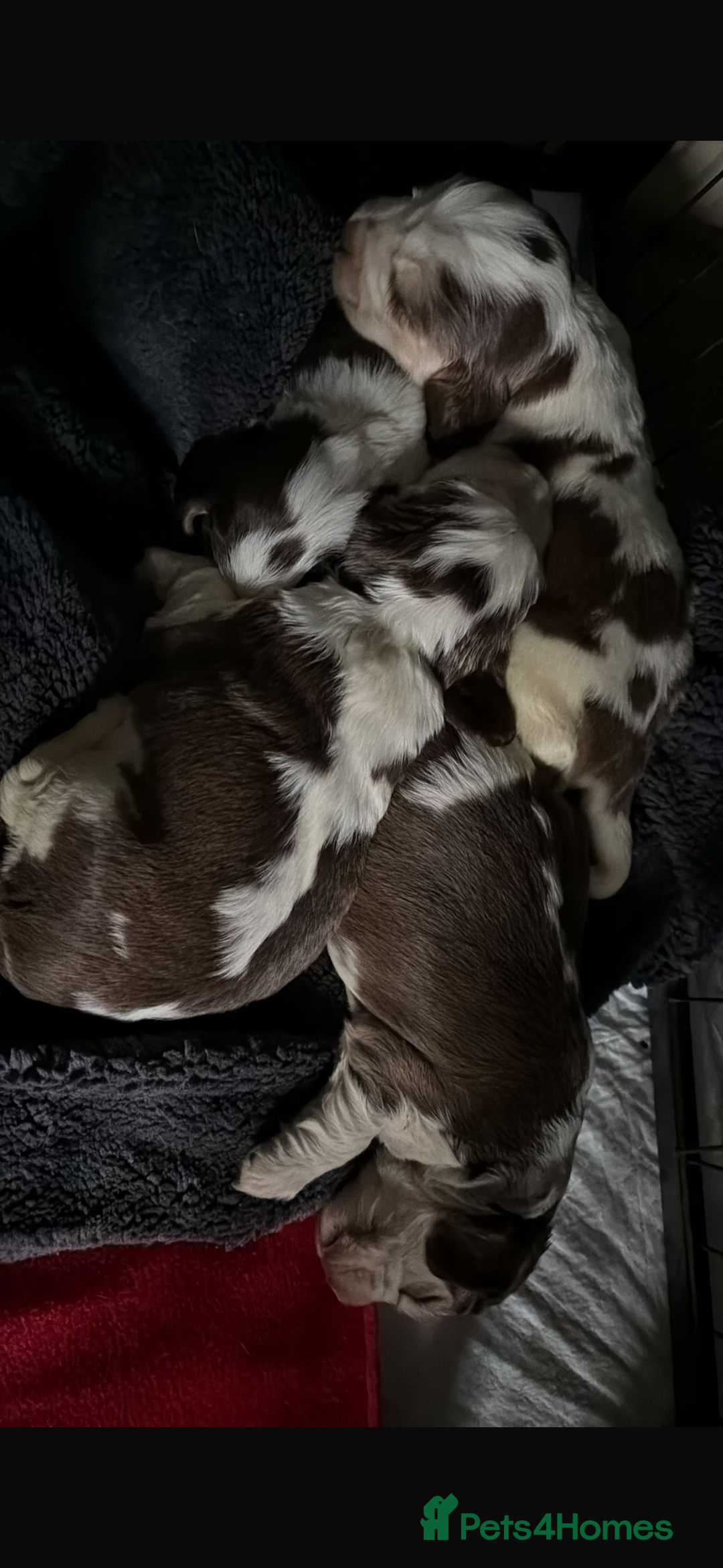 Cocker Spaniel dogs for sale: 🩷Stunning chocolate sable roan show type cocker🩷 - Advert 24
