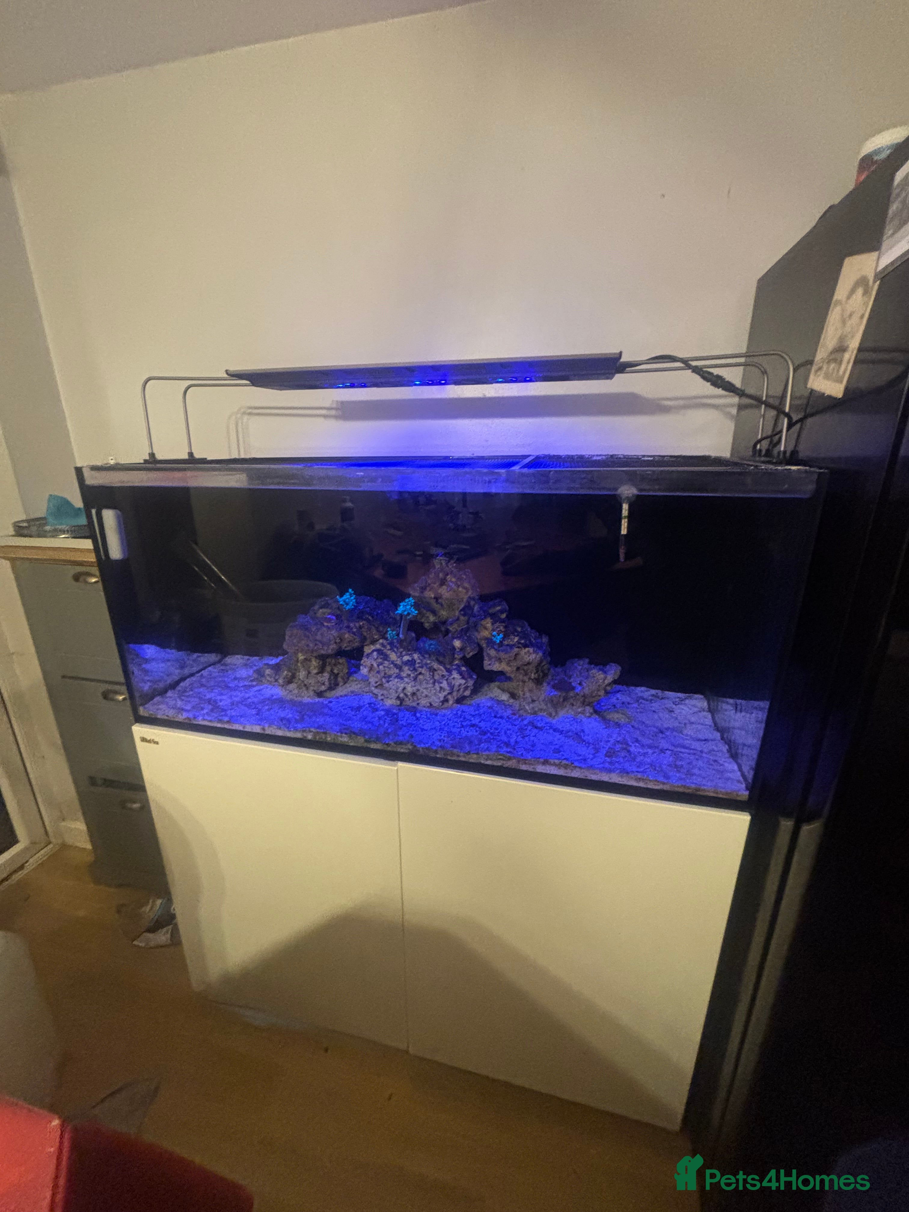 Angelfish fish Marine fish  - Advert 1