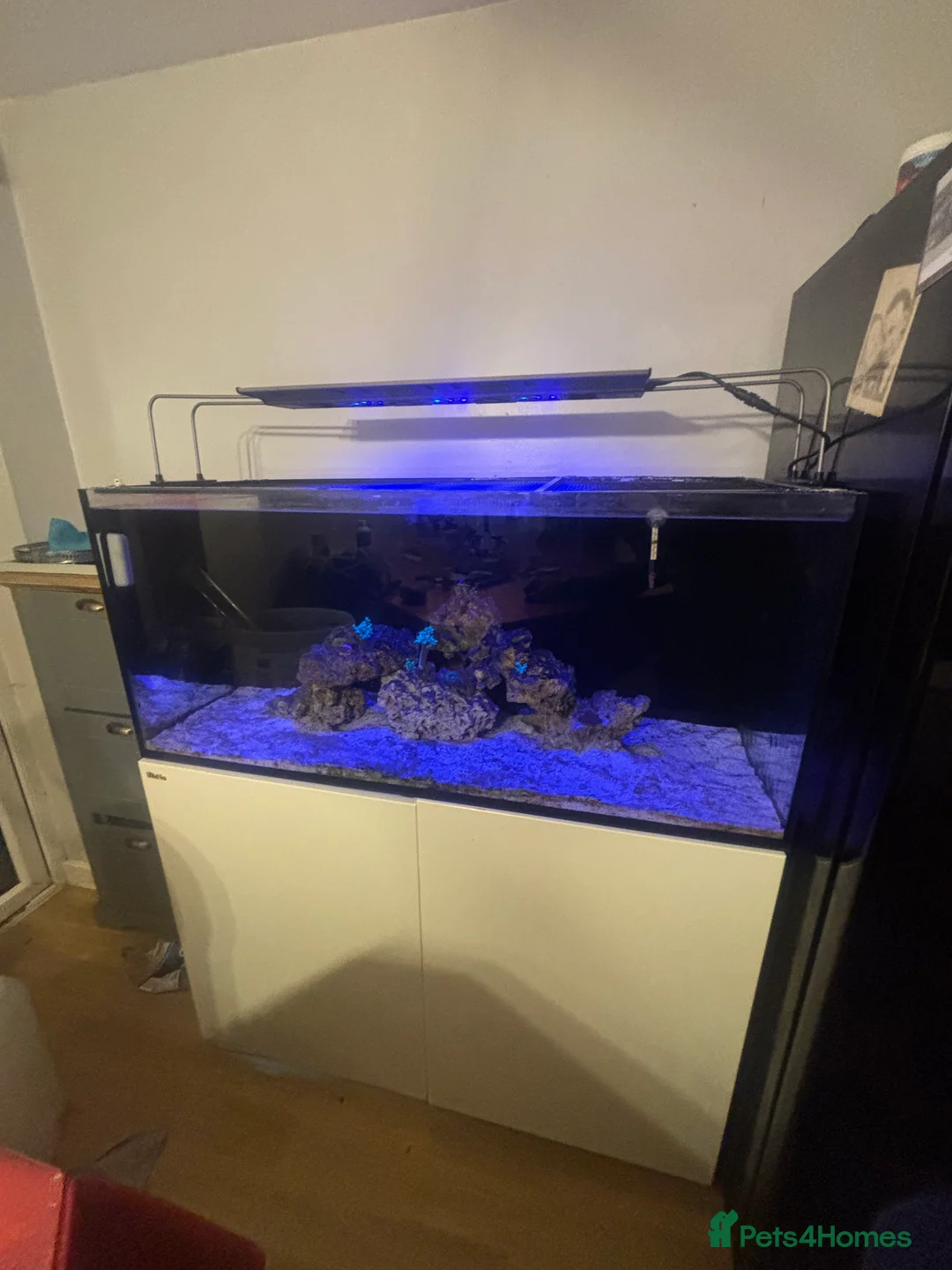 Angelfish fish for sale: Marine fish  - Advert 1