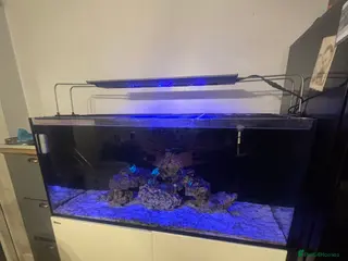 Angelfish fish Marine fish - Advert 5