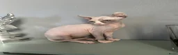 Sphynx cats for sale: Female Sphynx kitten - Advert 10