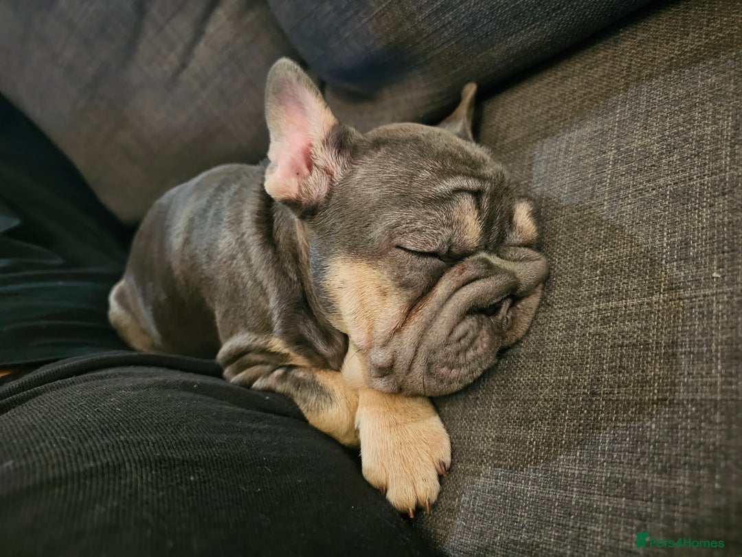 French Bulldog dogs for sale: BEAUTIFUL BIG  **  VELVET GIRL 🥰 - Advert 10