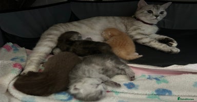 Scottish Fold cats - Advert 1
