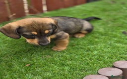 Mixed Breed dogs for sale: Husky cross dashound  - Image 11