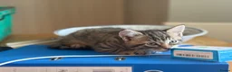 Mixed Breed cats for sale: Kitten in Saint Ives - Advert 3