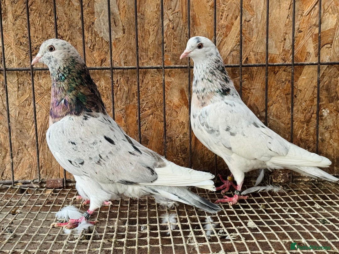 Pigeons birds for sale: BEAUTIFUL ALMOMD ROLLERS FOR SALE - Advert 5