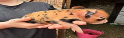Pig livestock for sale: Three male pigs for sale  - Advert 6