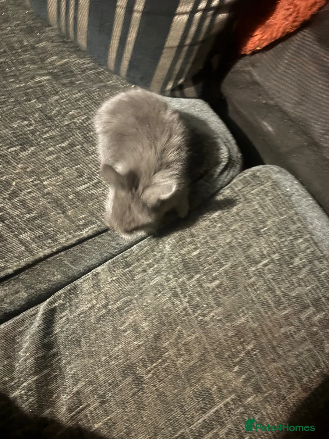 Mixed Breed rabbits for sale: Lion head mix baby  - Advert 2