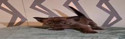 Burmese cats for sale: Outstanding Pedigree Burmese Kittens,Vet checked - Advert 35