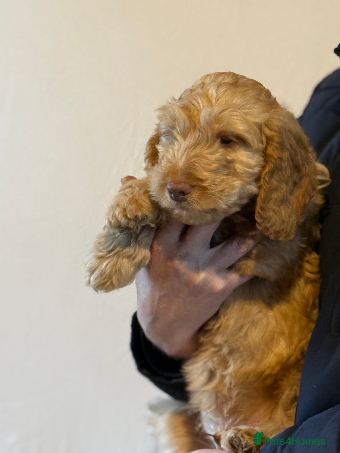 Cockapoo dogs for sale: F1 standard Cockapoo’s  - Advert 12