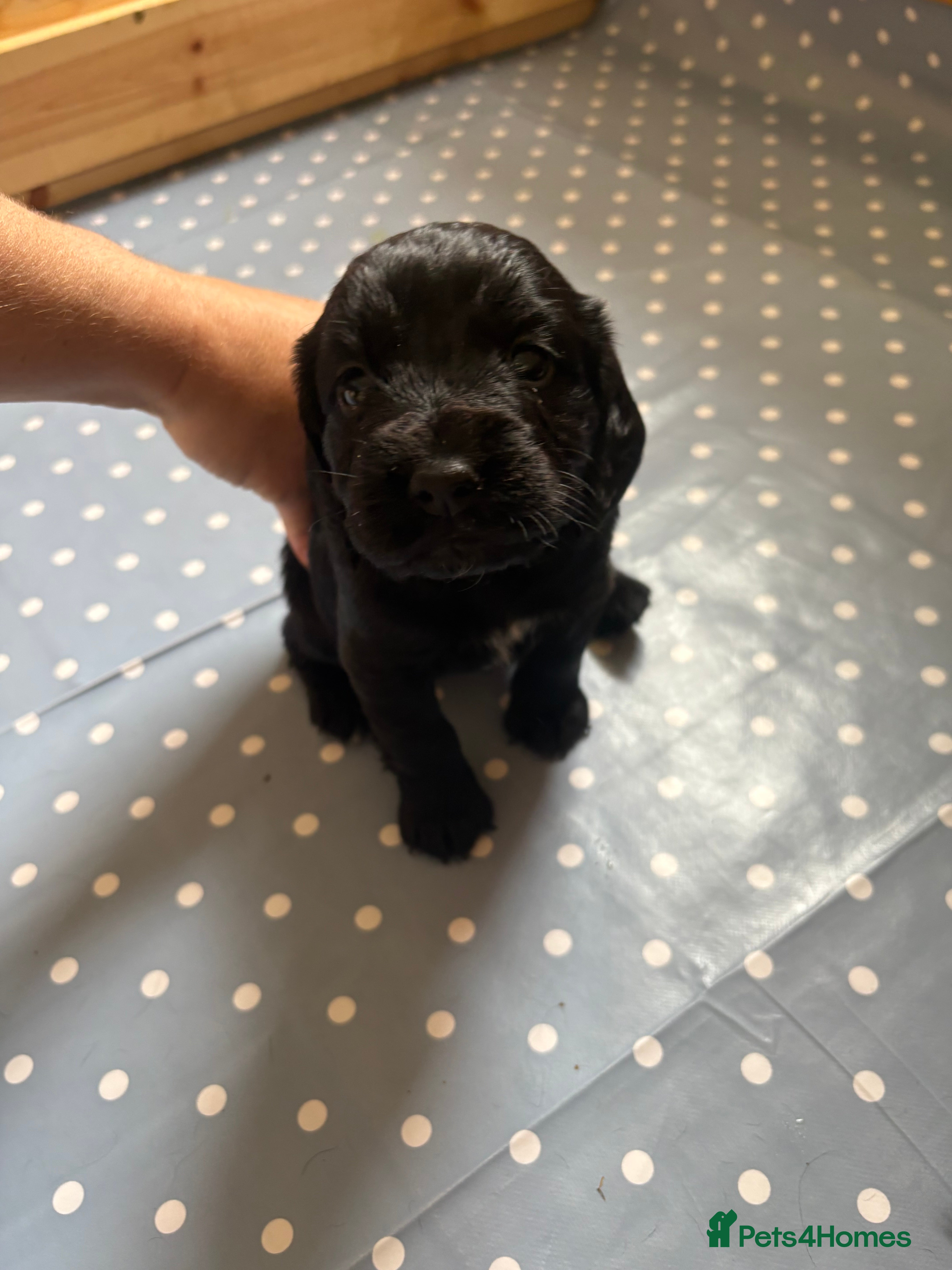 Sprocker dogs  Sprocker spaniels for sale - Advert 2