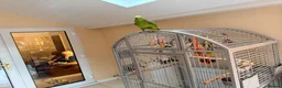 Parrots birds for sale: Friendly panama amazon - Advert 3