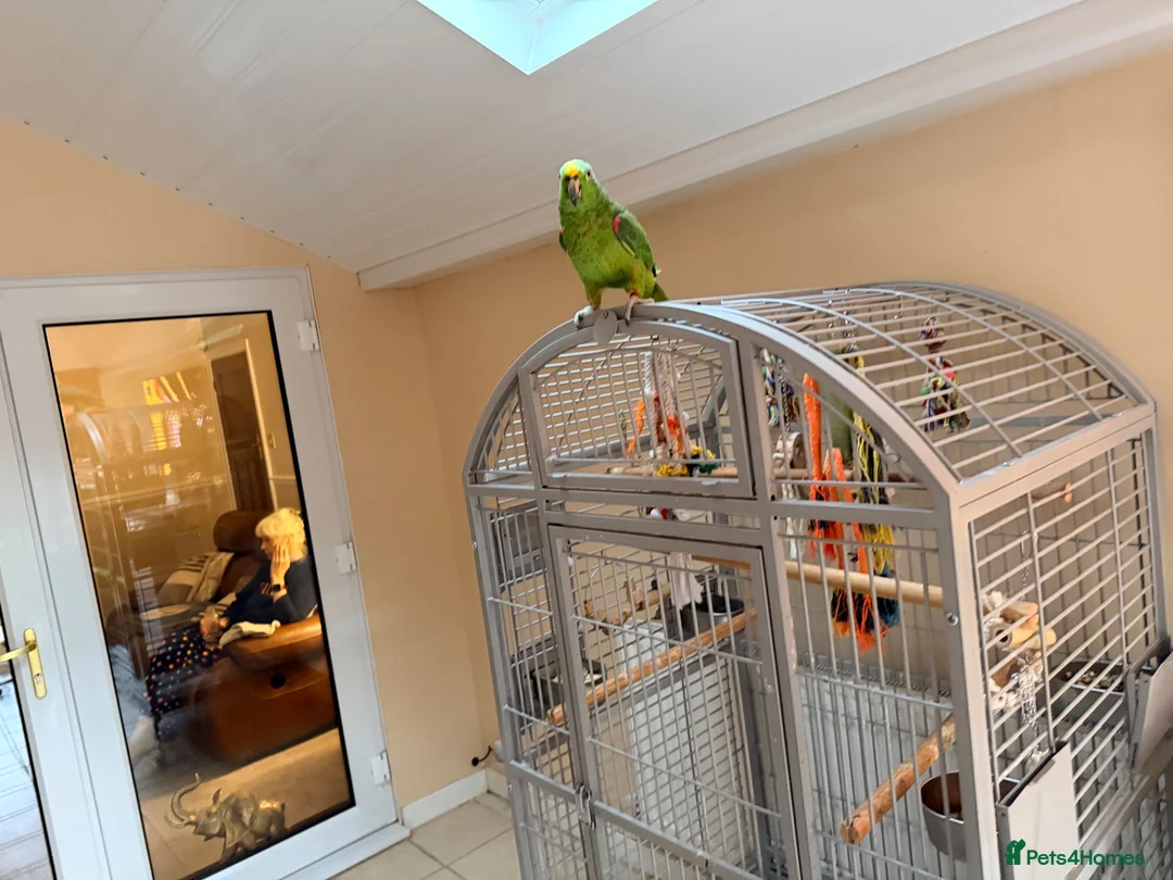 Parrots birds for sale: Friendly panama amazon - Advert 3