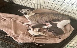 Italian Greyhound dogs for sale: Italian greyhound  - Image 9