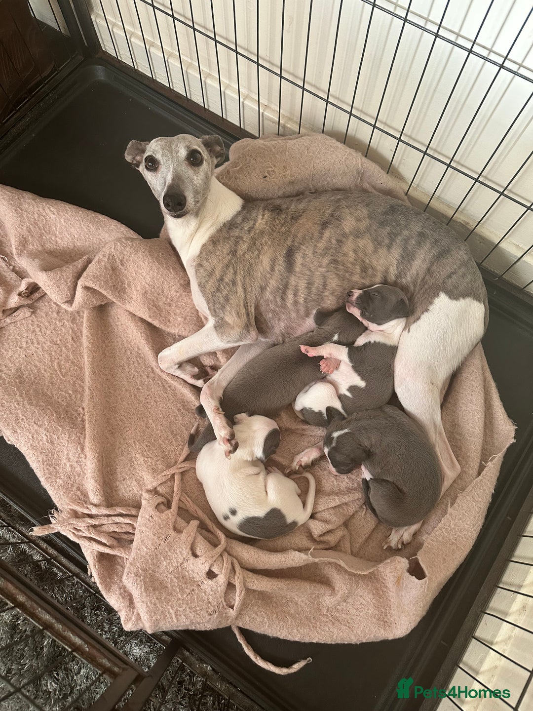 Italian Greyhound dogs for sale: Italian greyhound  - Image 9