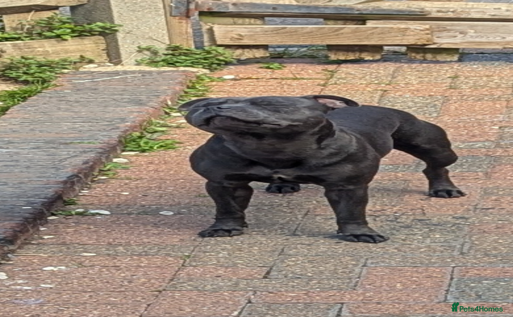 Staffordshire Bull Terrier dogs - Advert 11