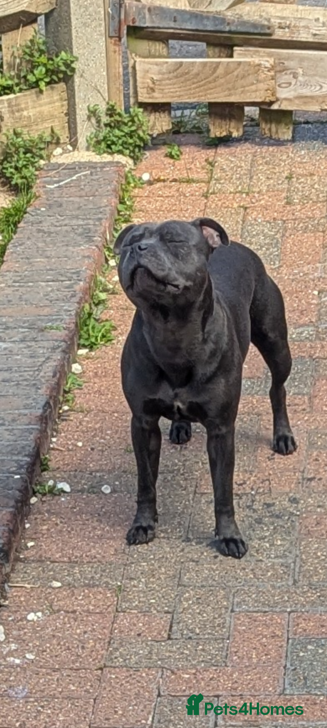 Staffordshire Bull Terrier dogs for sale: Blue staff for sale  - Image 1
