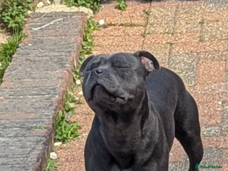 Staffordshire Bull Terrier dogs - Advert 14