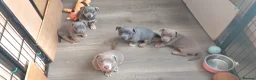 Jack Russell dogs for sale: Lilac/ Blue and Tan  Jack Russell puppies - Advert 14