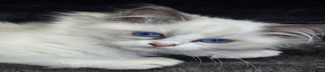 Ragdoll Kitten 4