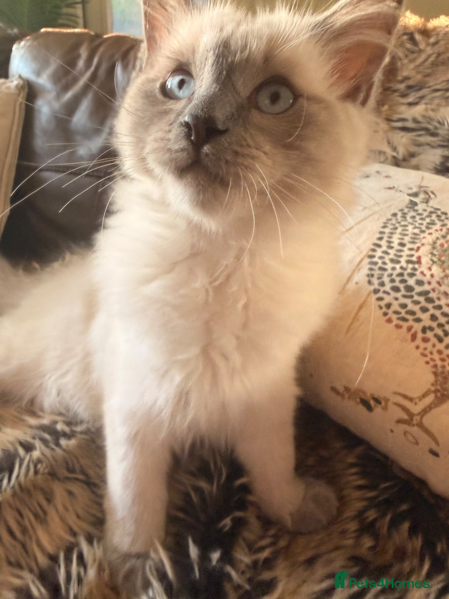 Ragdoll cats Beautiful ragdoll babies! 😻😻😻 - Advert 5