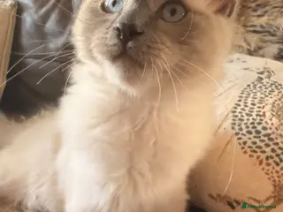 Ragdoll cats Beautiful ragdoll babies! 😻😻😻 - Advert 1