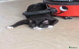 Mixed Breed cats for sale: Rehome cat - Image 4
