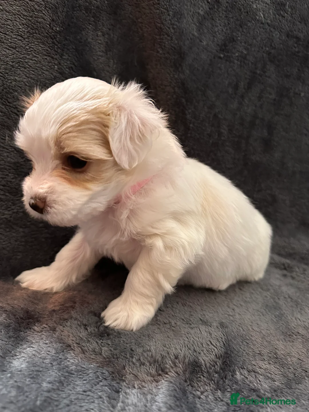 Bichon Frise dogs for sale: Adorable Bichon Frise Puppies - Advert 15