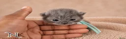 British Shorthair cats for sale: Exceptional GCCF REGISTERED BSH KITTENS - Advert 8