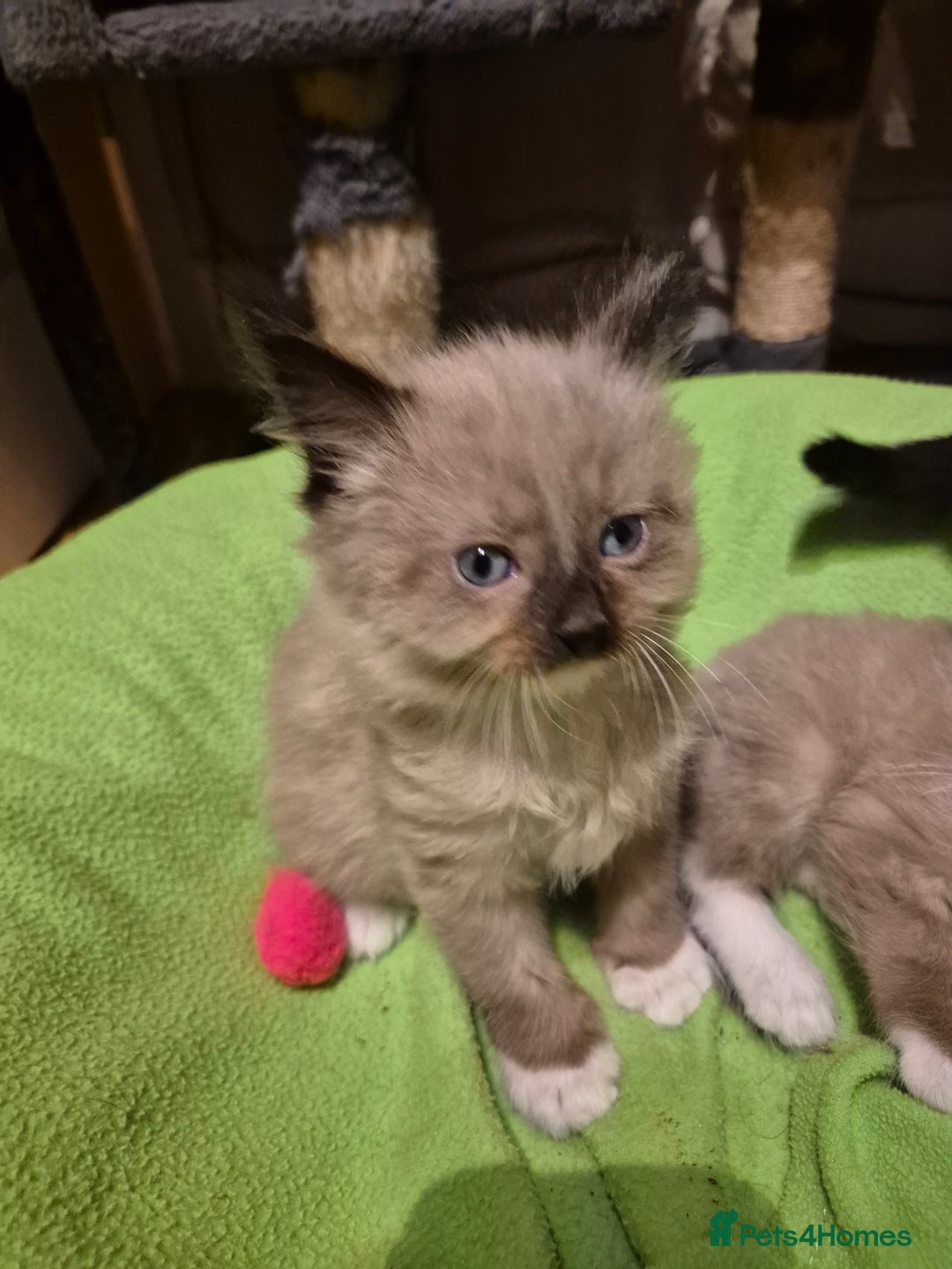 Mixed Breed cats for sale: Half Ragdoll kittens  - Advert 22