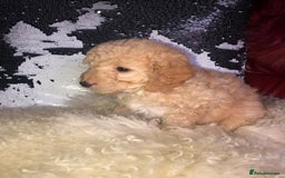 Cavapoo dogs for sale: STUNNING F1b cavapoos READY NOW  - Image 10