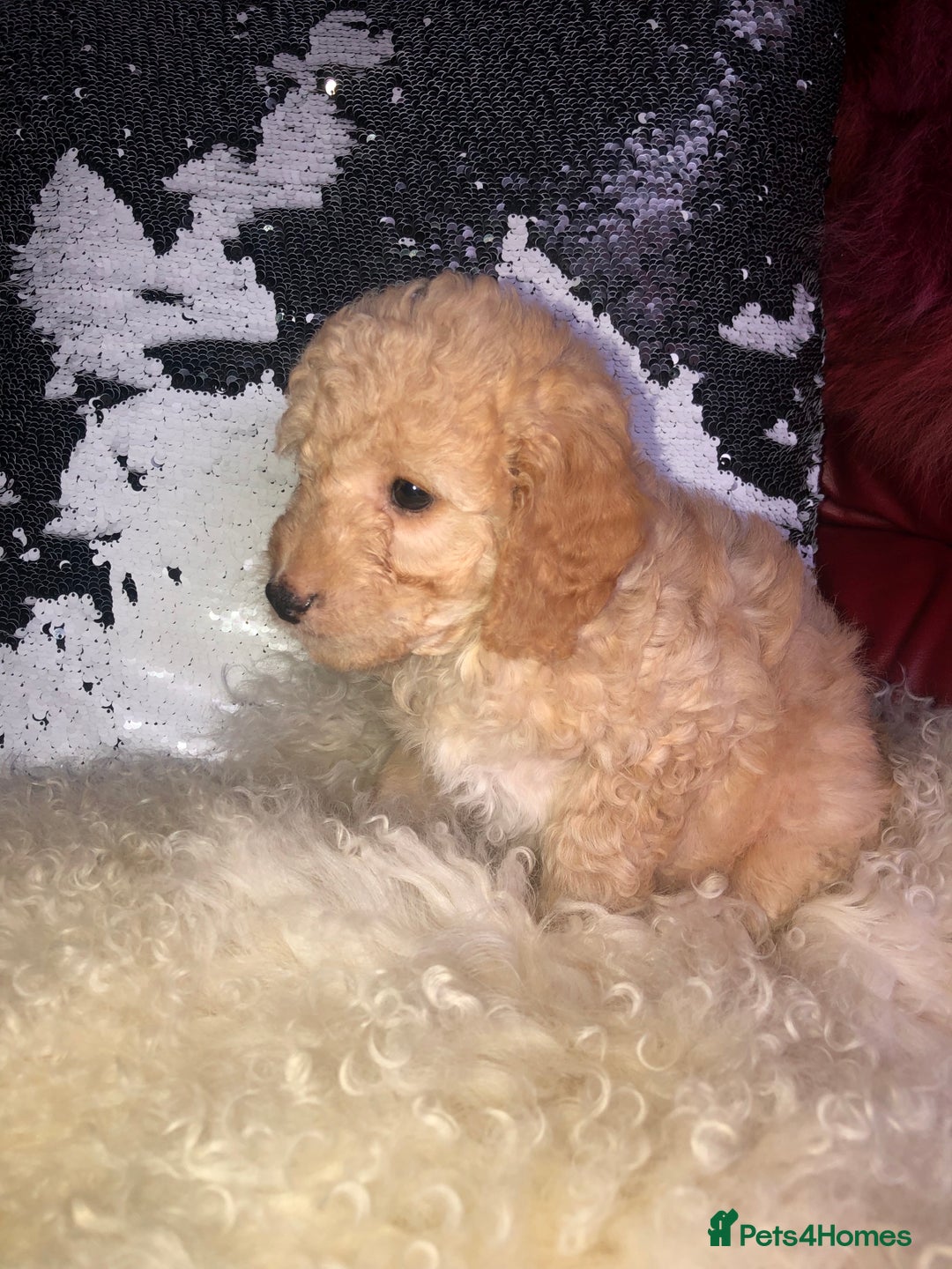 Cavapoo dogs for sale: STUNNING F1b cavapoos READY NOW  - Image 10