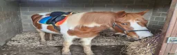 Dartmoor horses for sale: Dartmoor hill pony - Advert 5