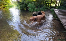Golden Retriever dogs for sale: 🐾Sweet Golden Retriever Puppies-5 generation KC🐾 - Image 36