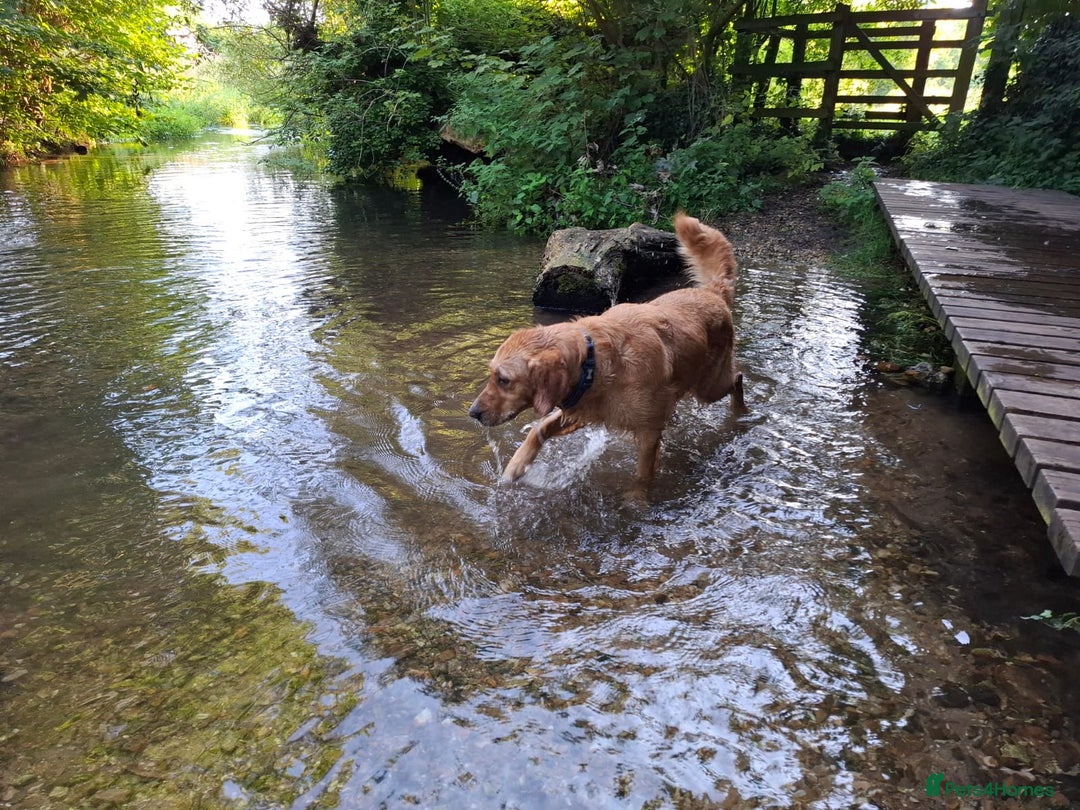 Golden Retriever dogs for sale: 🐾Sweet Golden Retriever Puppies-5 generation KC🐾 - Image 36
