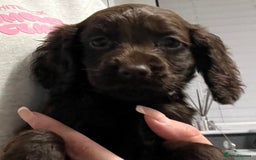 Cocker Spaniel dogs for sale: Cocker spaniel  - Image 14