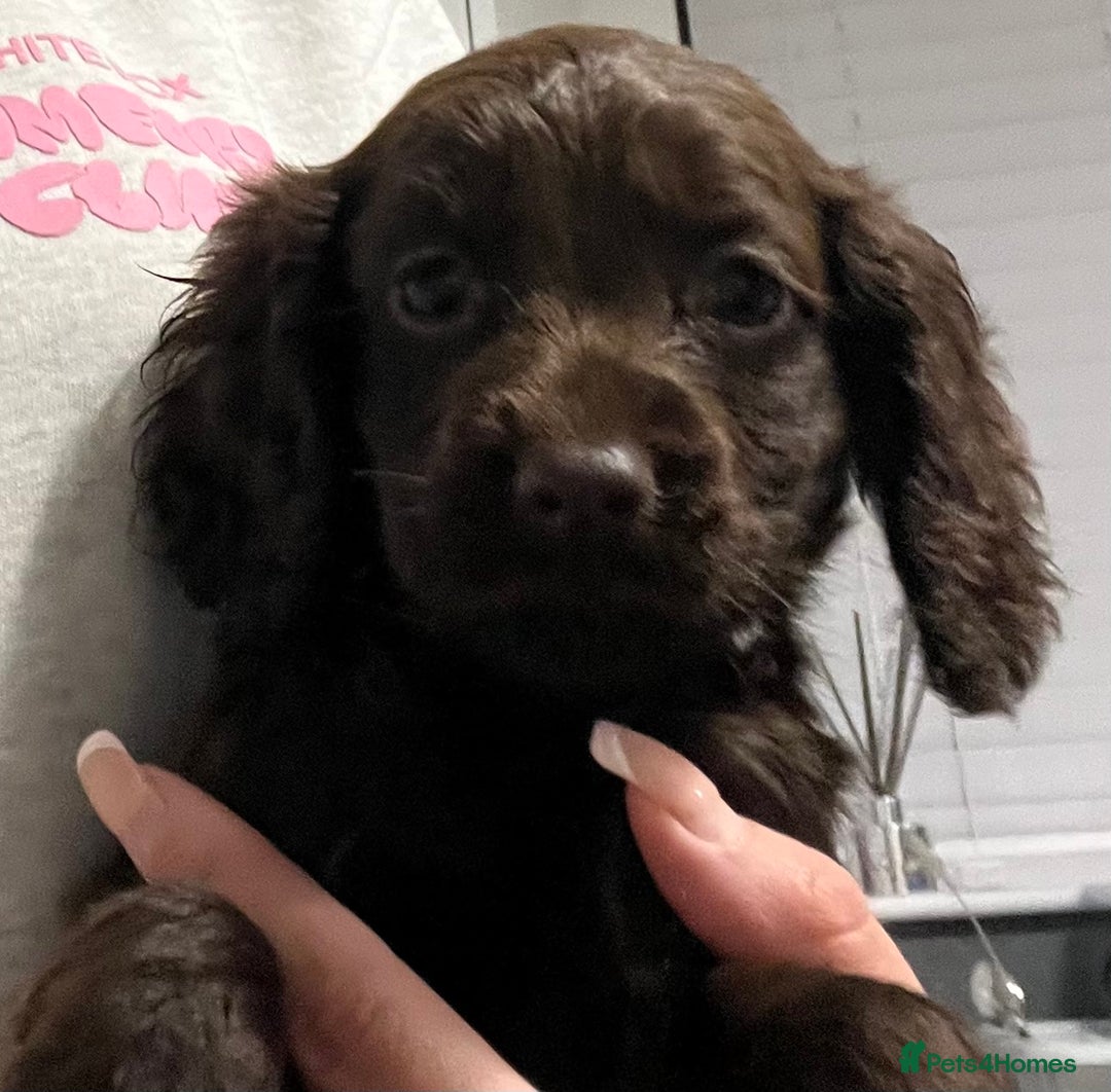 Cocker Spaniel dogs for sale: Cocker spaniel  - Image 14
