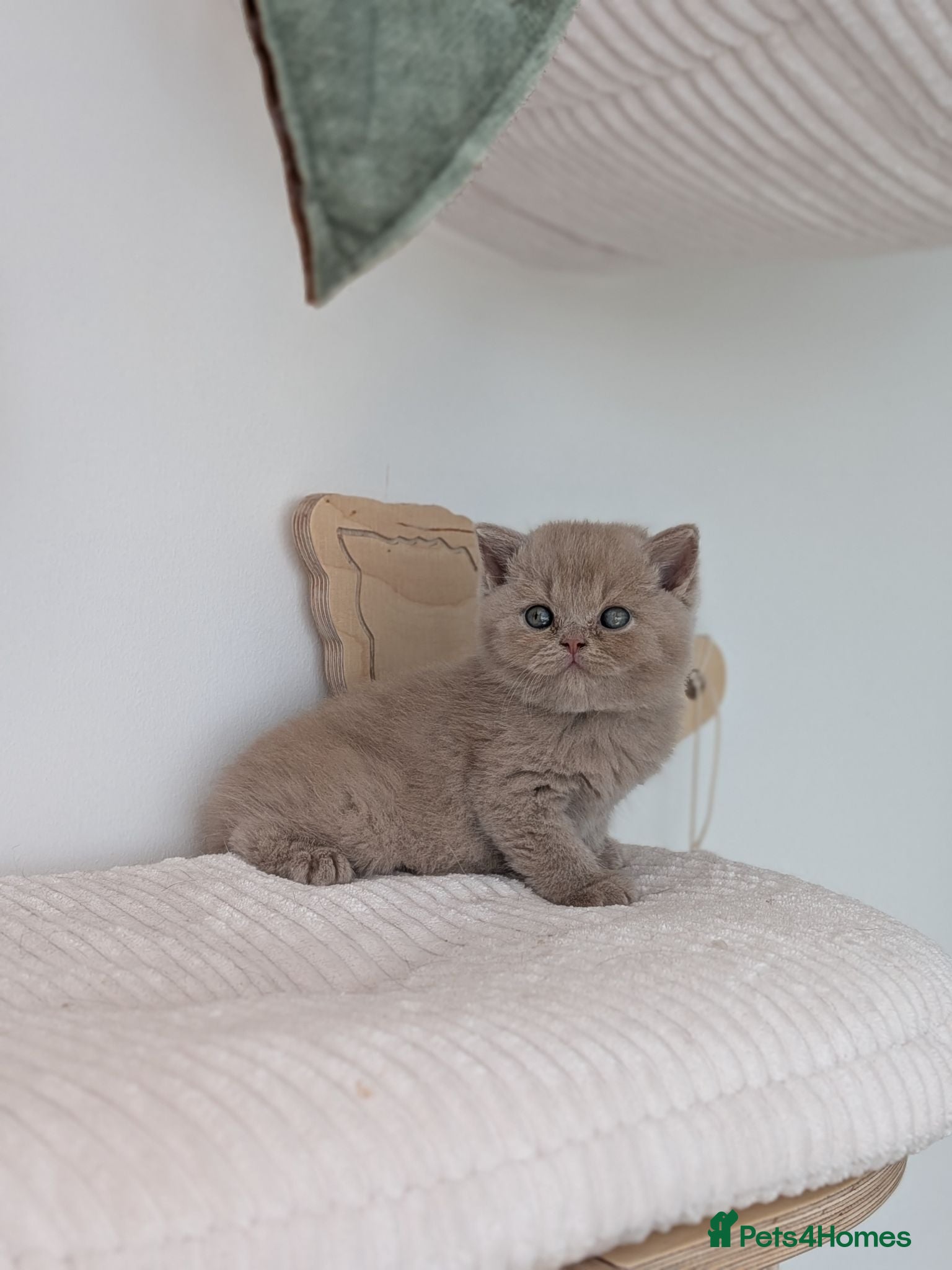 British Shorthair cats GCCF registered Kittens - Advert 1