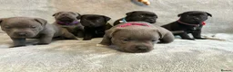Staffordshire Bull Terrier dogs for sale: Tiny paws,  Big personalities 🐾❤️ - Advert 8