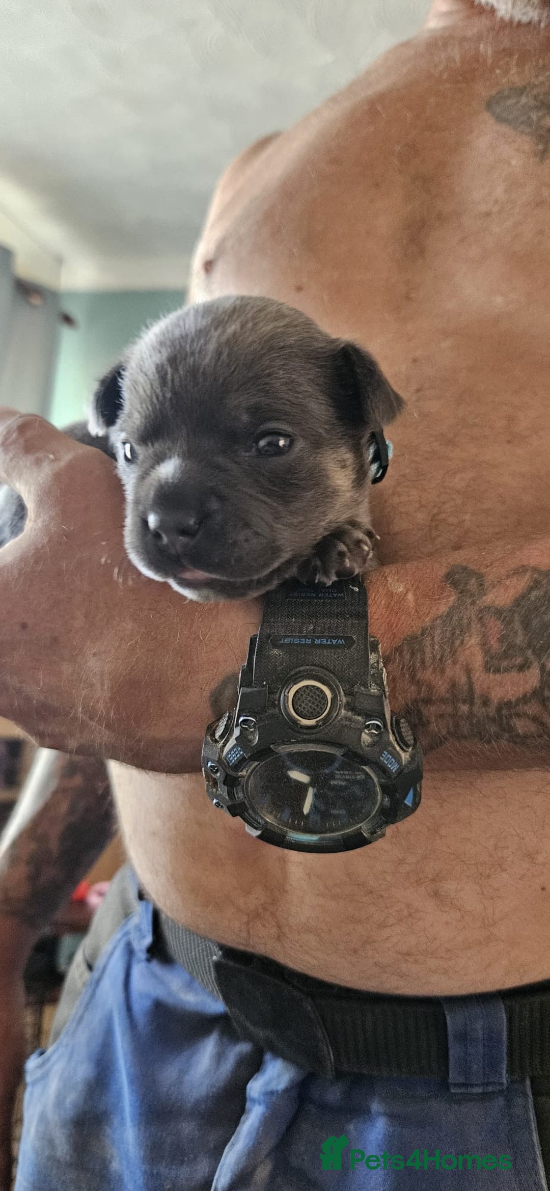Mixed Breed dogs for sale: French Bulldog x Chichuhua - Image 10