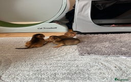 Abyssinian cats for sale: Pedigree Abyssinian kittens  - Image 2