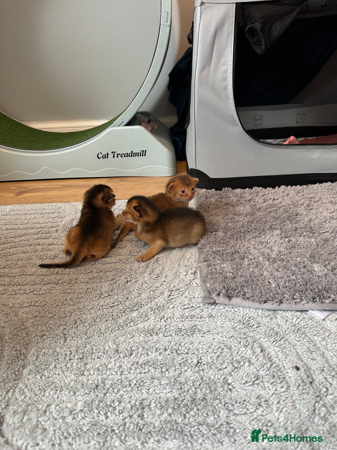 Abyssinian cats for sale: Pedigree Abyssinian kittens  - Image 2