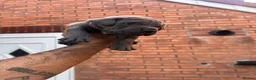 Cane Corso dogs for sale: Cane corso puppies  in Bilston - Advert 17