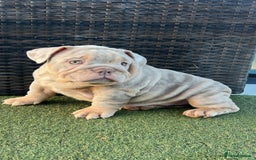 English Bulldog dogs for sale: Stunning English bulldog puppies  - Advert 7