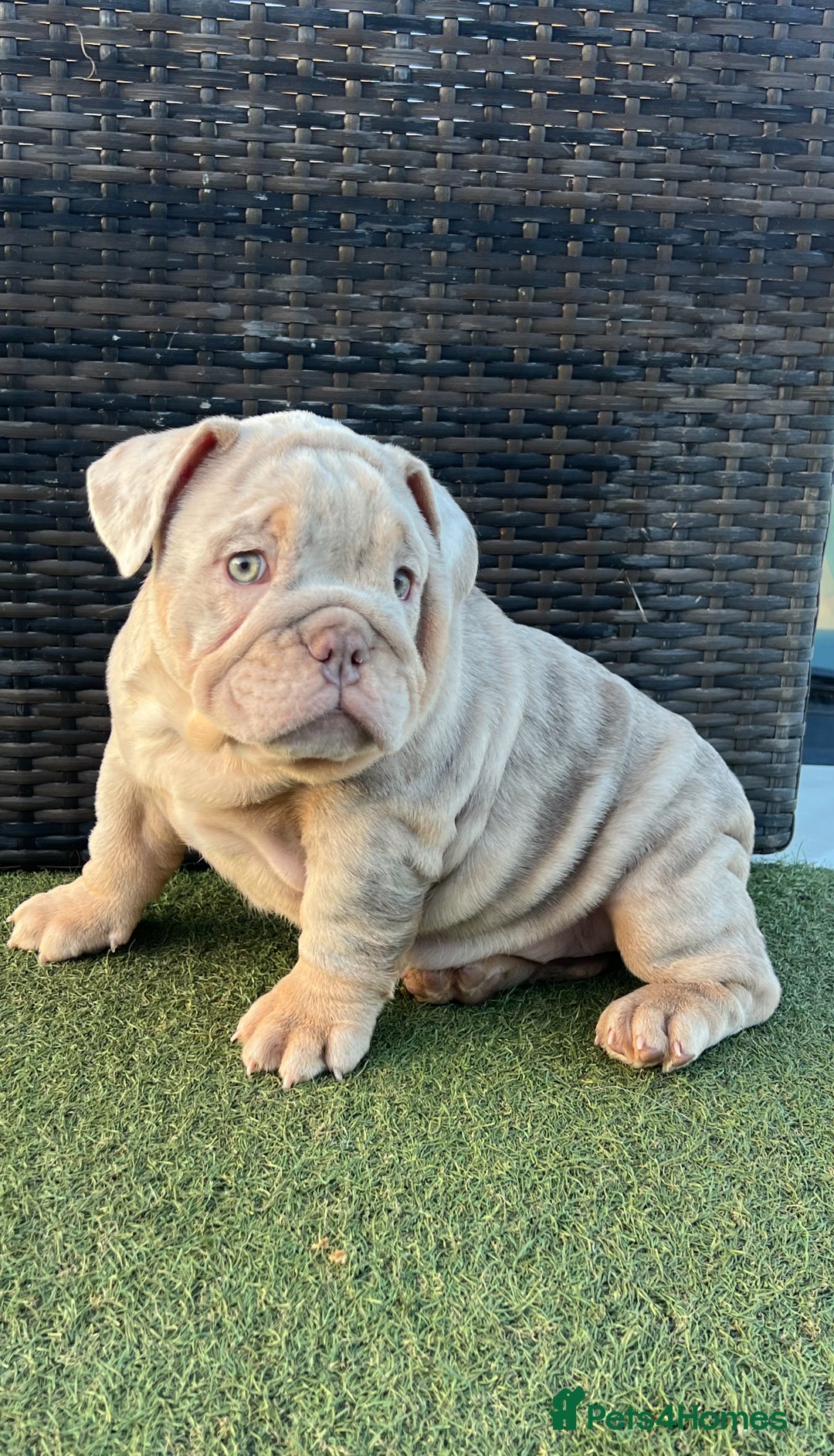 English Bulldog dogs for sale: Stunning English bulldog puppies  - Advert 7
