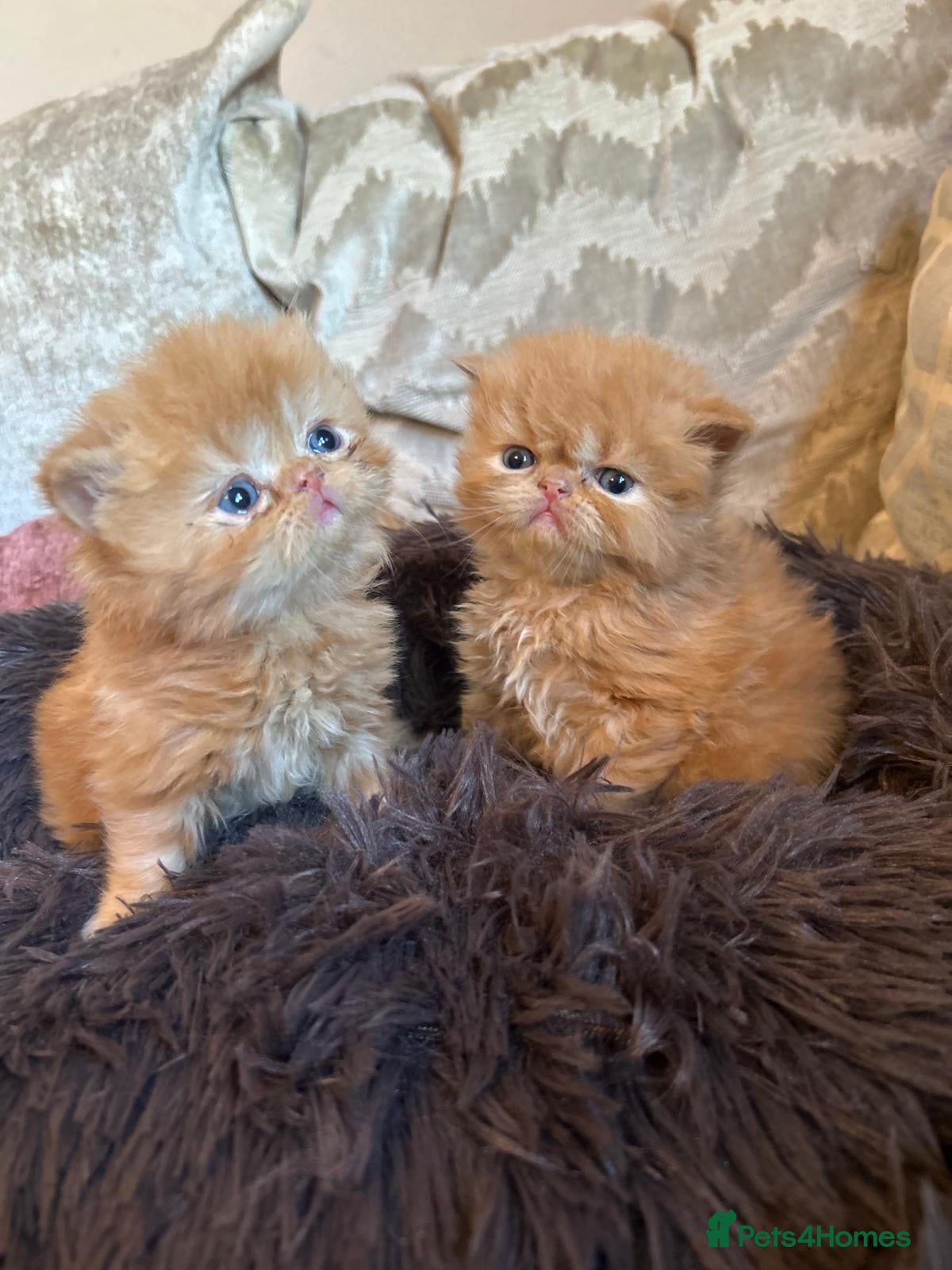 Persian cats Persian kittens looking for their forever home  - Advert 5