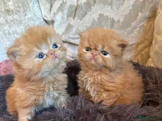 Persian cats Persian kittens looking for their forever home - Advert 5