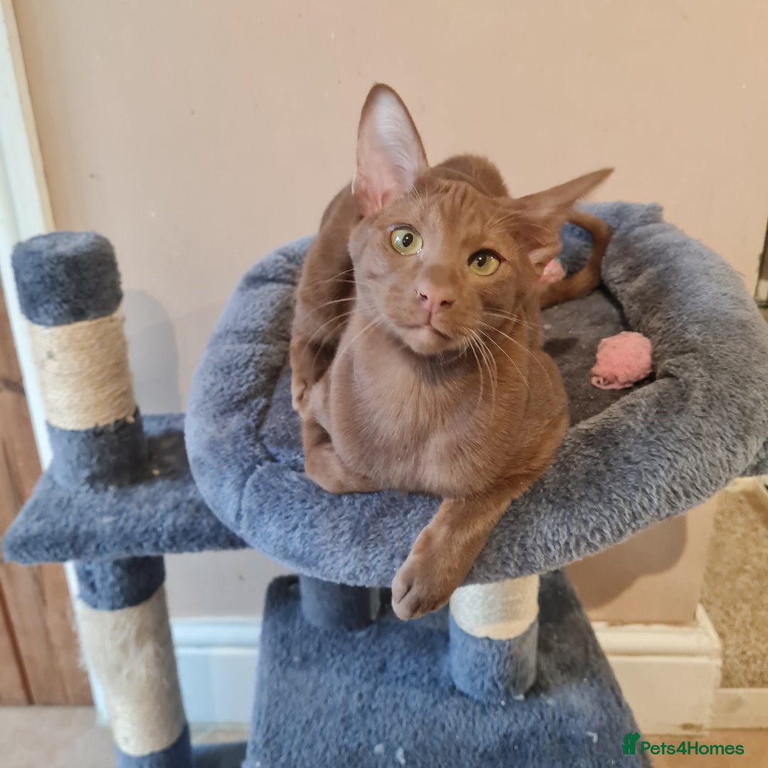 Suffolk cats for sale: Wonderful 5th generation home reared Suffolks - Advert 4