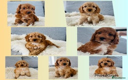 Cockapoo dogs for sale: Beautiful F1 Red/Golden Cockapoo Puppies - Image 2