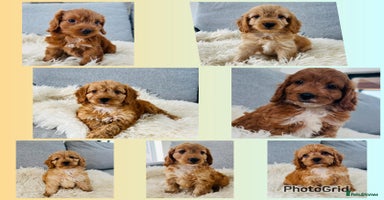 Cockapoo dogs - Advert 4